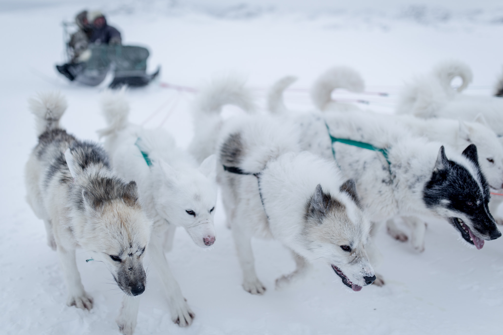https://thefourthcontinent.files.wordpress.com/2015/04/fourthcontinent-greenland-dogsledding-madspihl5.jpg